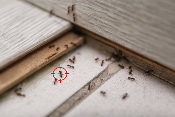 Best Ant Control Services  in Sappington, MO
