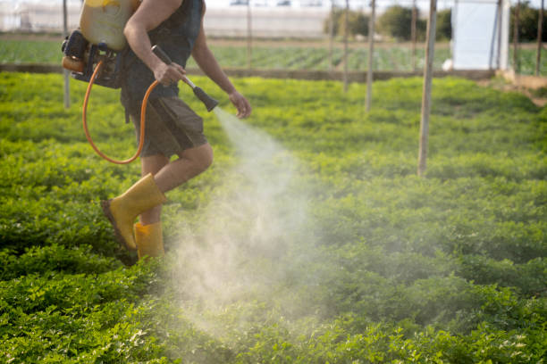 Trusted Sappington, MO Pest Control Experts